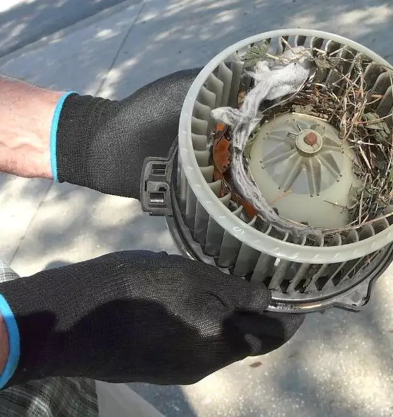 About Air Duct Mice Removal in Layton, UT